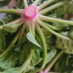 극한직업 혹한의 겨울맛 신안 섬초 농장 위치와 주문법, 겨울철 최고의 별미 찾기