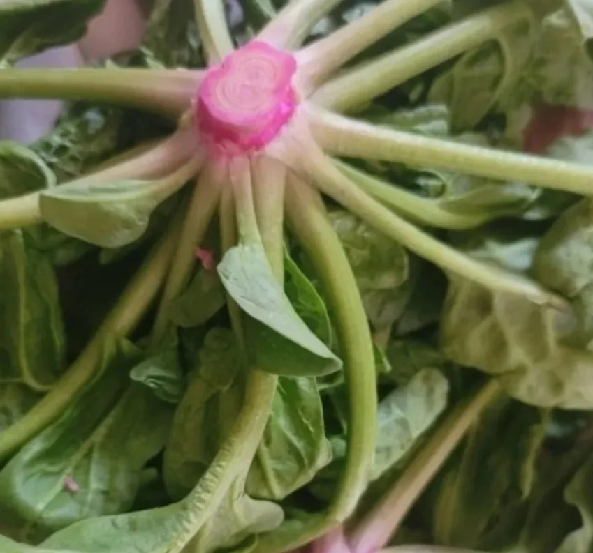 극한직업 혹한의 겨울맛 신안 섬초 농장 위치와 주문법, 겨울철 최고의 별미 찾기