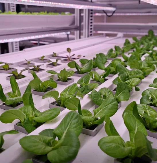 6시내고향 부산 유럽 상추 쌈채소 택배 주문 및 천해마루 위치 안내