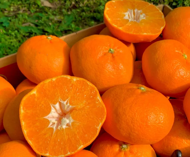 6시내고향 서귀포 금귤 택배 주문 방법 및 제주안에 스마트스토어 총정리