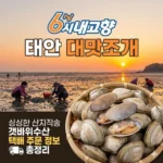 6시내고향 태안 대맛조개 싱싱한 산지직송 갯바위수산 택배 주문 정보 총정리