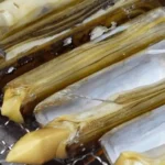 6시내고향 태안 대맛조개 하늘색청년 산지직송 택배 주문 및 손질법 가이드